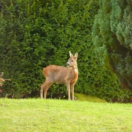 Les Balcons De Apartament